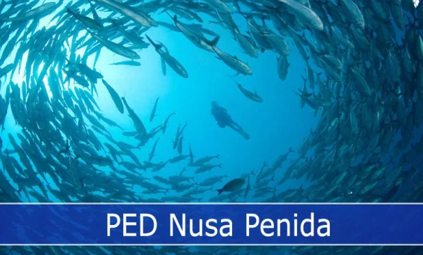 PED a drift dive over a coral plateau around 10 to 30 meters deep